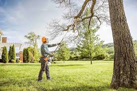 Best Tree Removal Services  in Columbus, TX